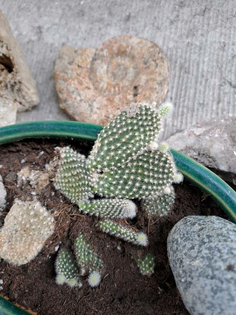Nopal
