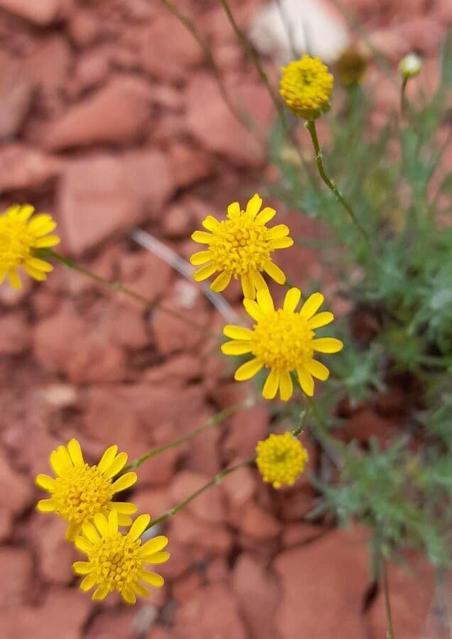 Senecio