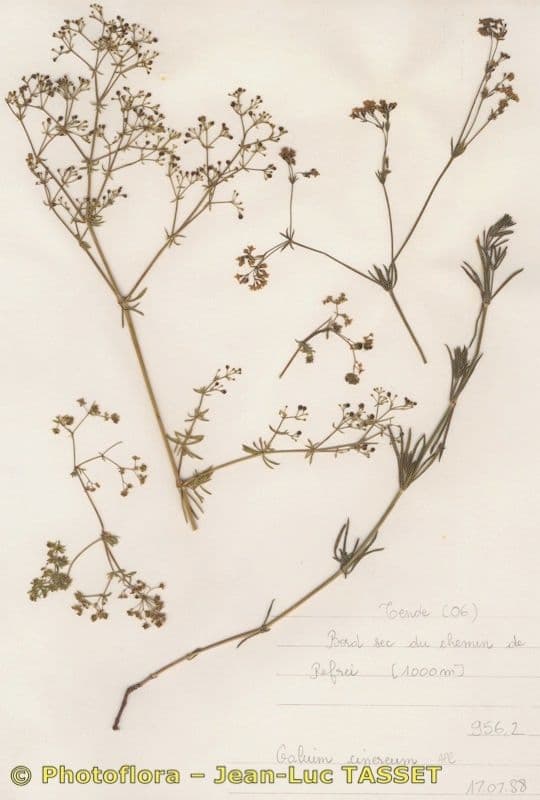 Rubiacea Cinerea
