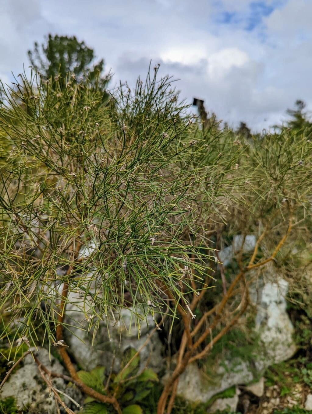 Ginestra radiata 18