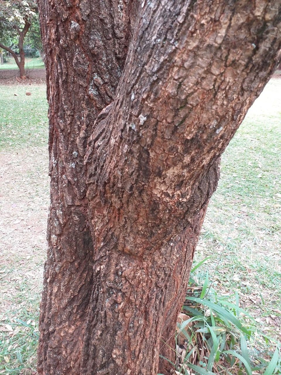 Croton 15