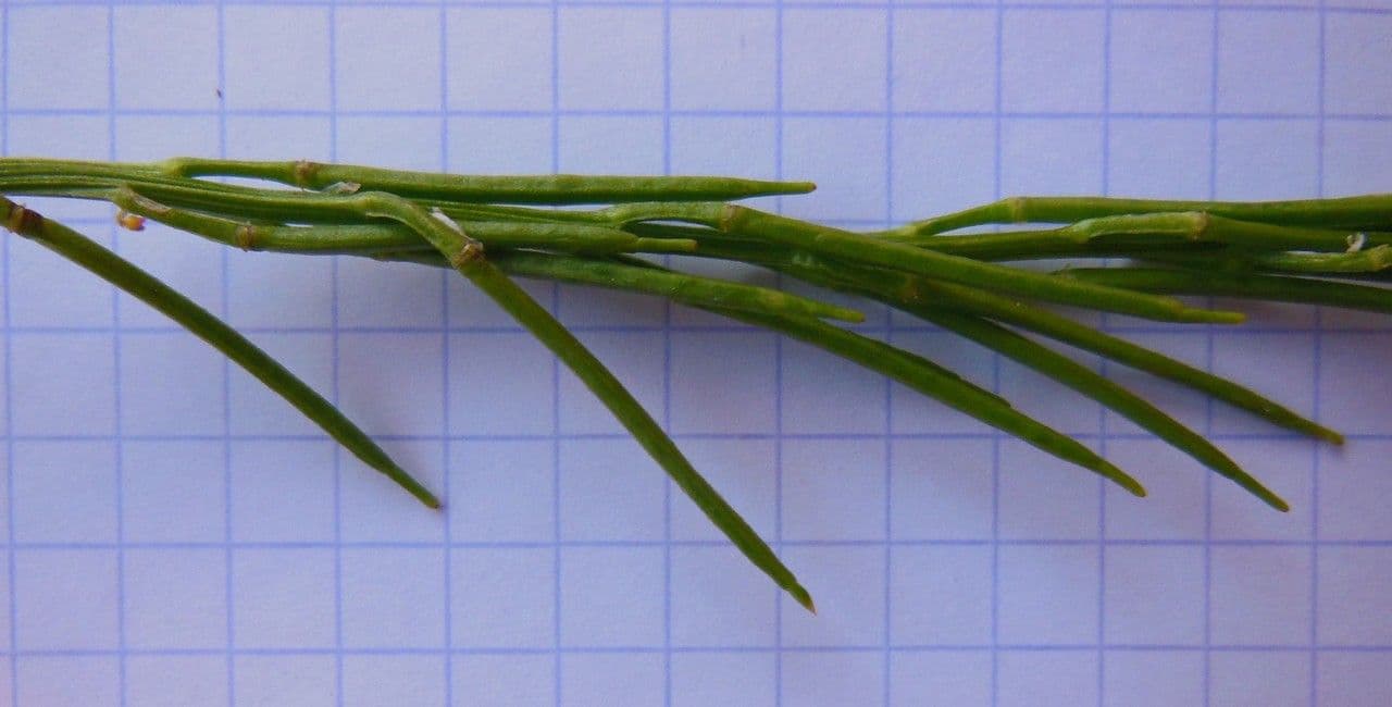 Echte Winterkresse 28