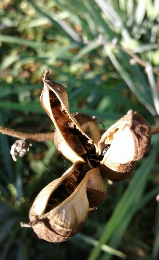 Fels-Yucca 3