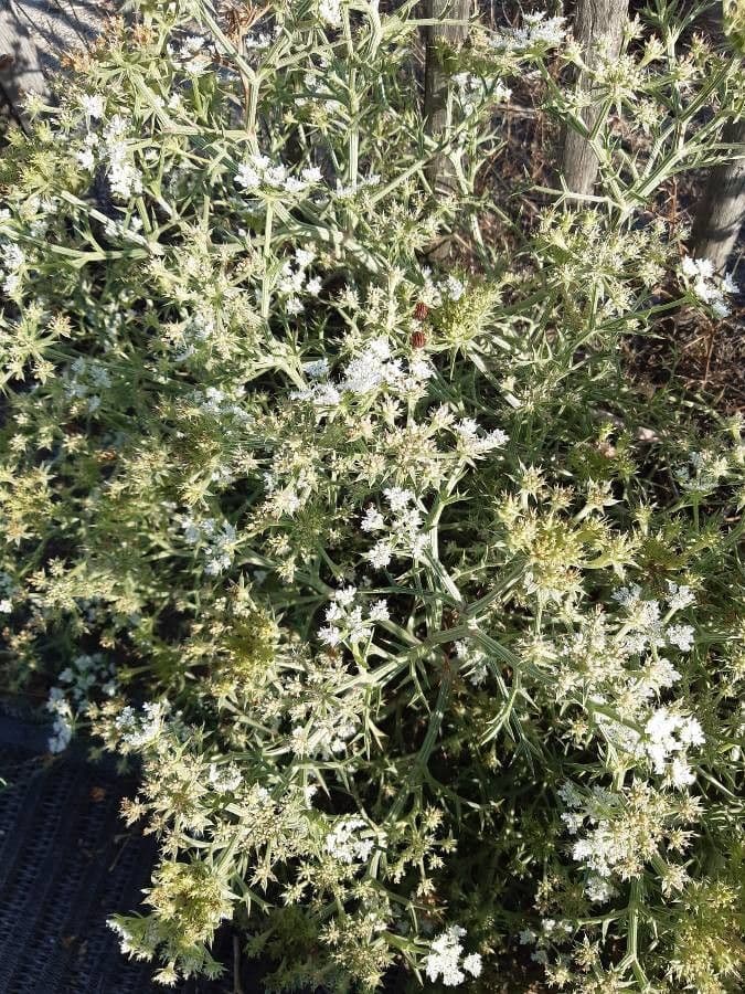 Echinophora spinosa 7