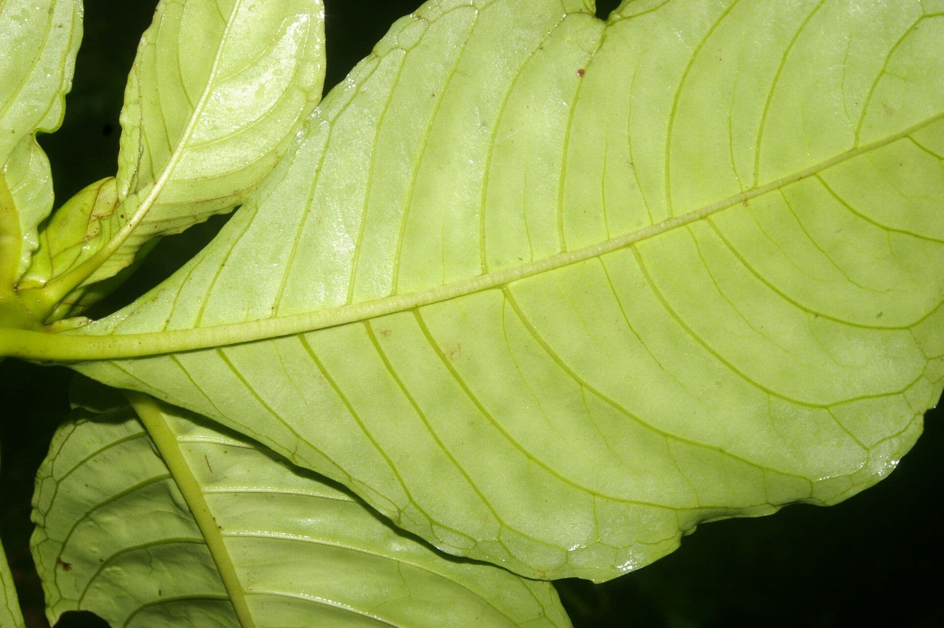 Aphelandra 8