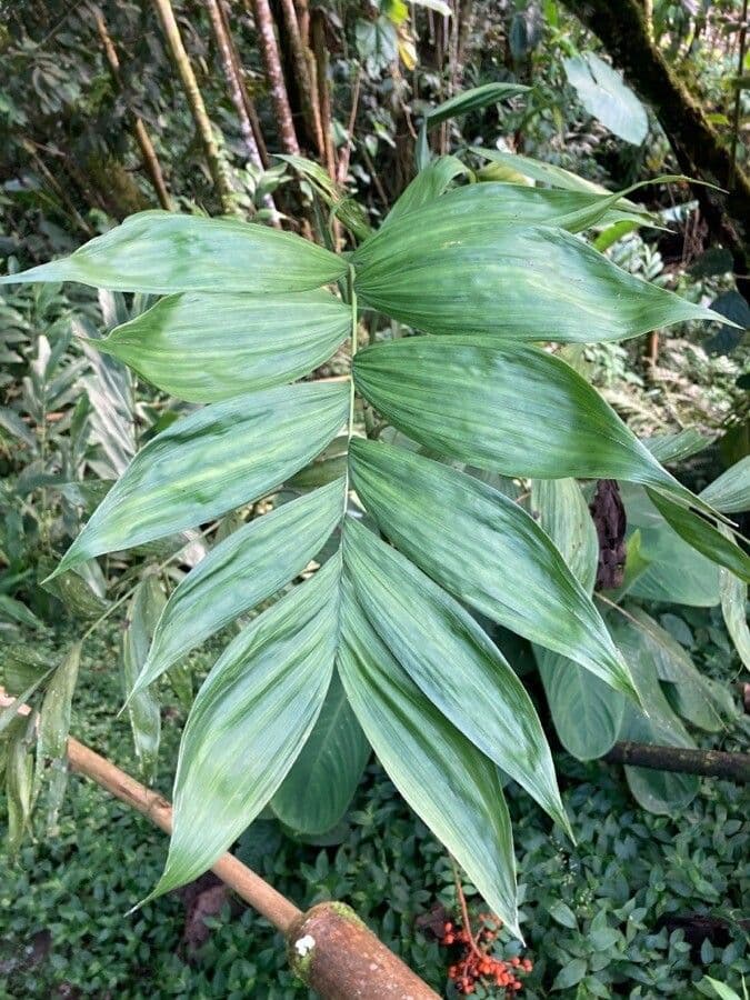 Chamaedorea 11