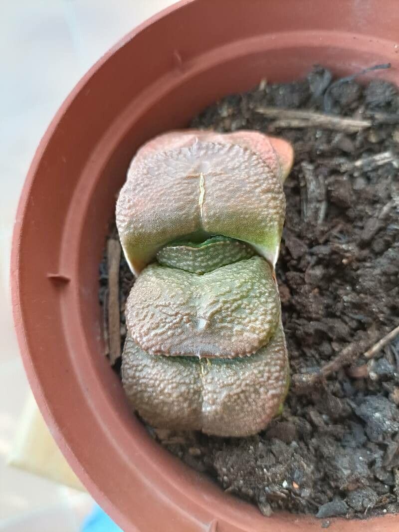 Gasteria 6