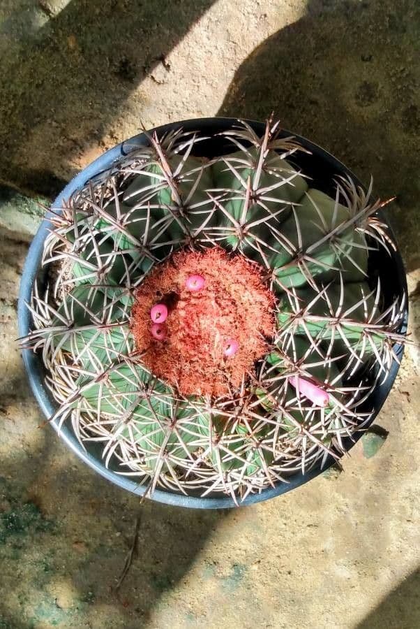 Melocactus 12