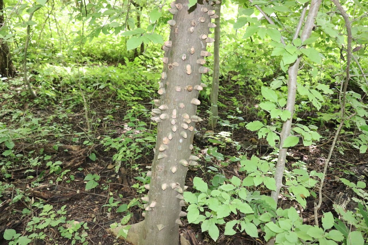 Zanthoxylum 21
