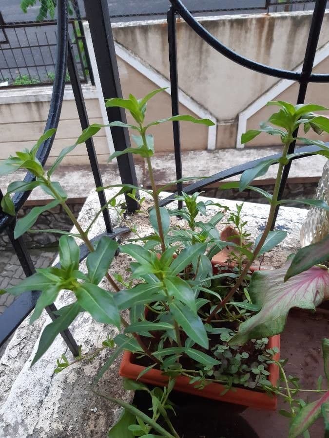 Ammannia baccheriforme 9
