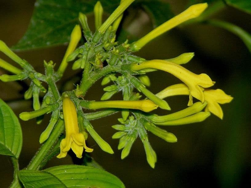 Hamelia 12