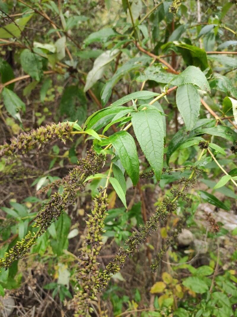 Buddleja 11