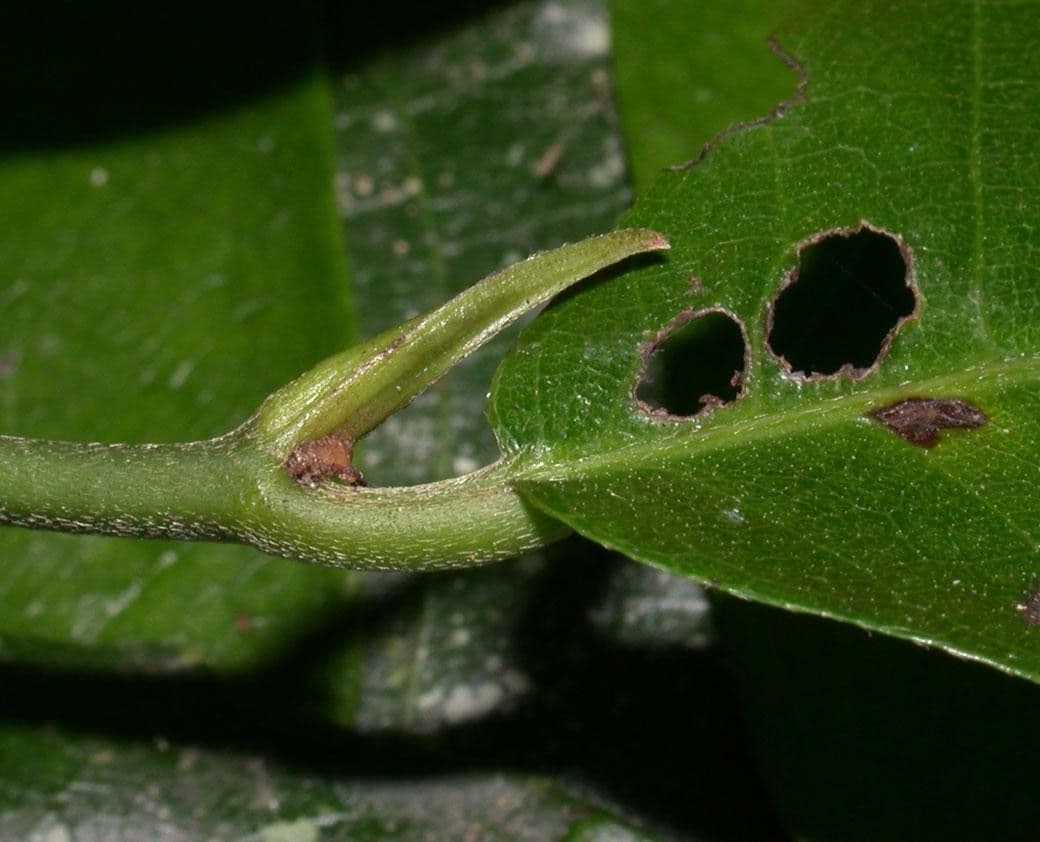 Perebea ispida 12