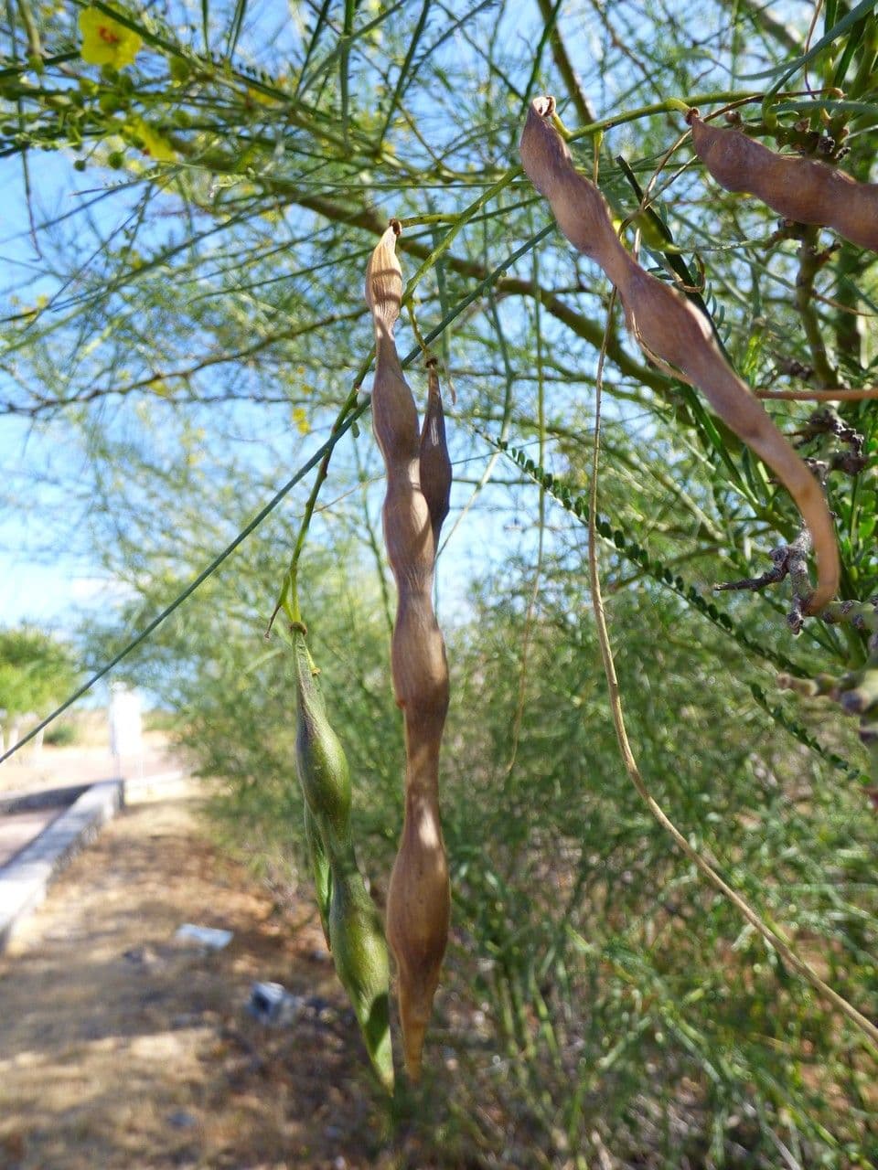 Parkinsonia 4