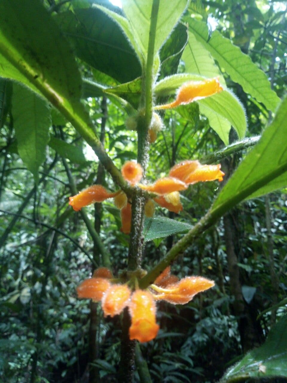 Besleria 12