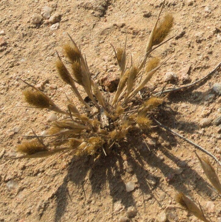 Codolina delle spiagge 5