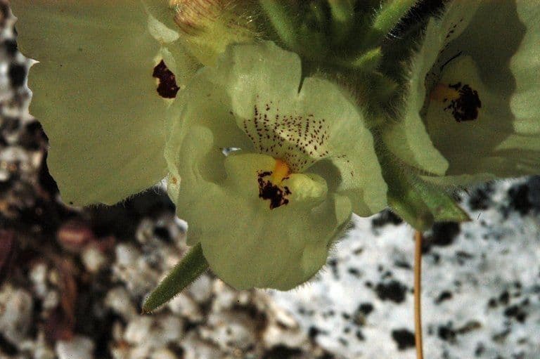 Mohavea confertiflora 5