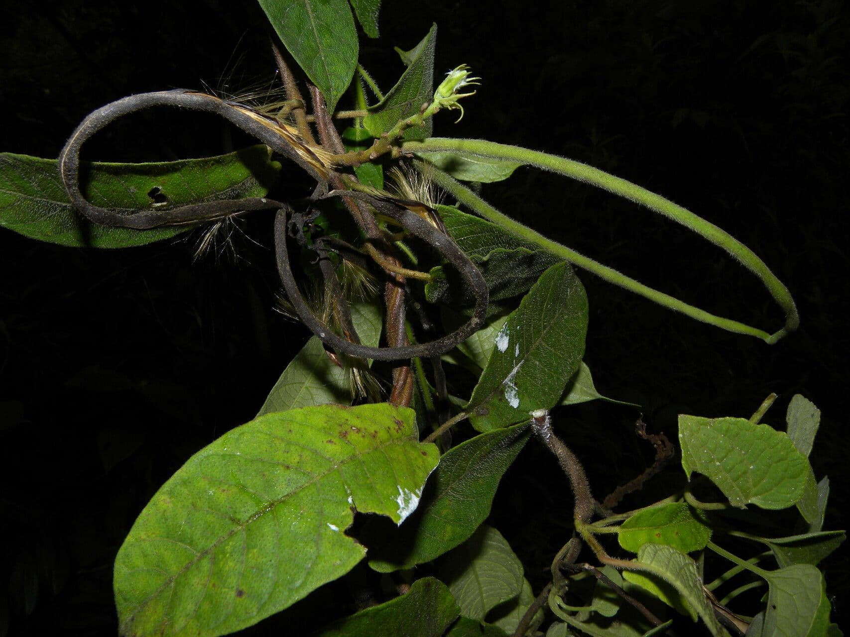 Mandevilla