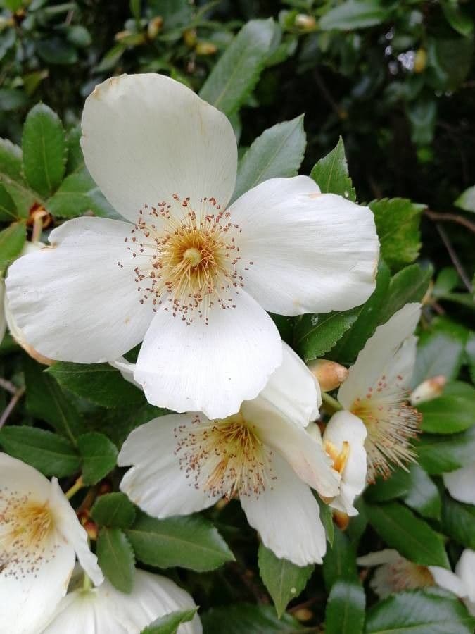 Eucryphia 6