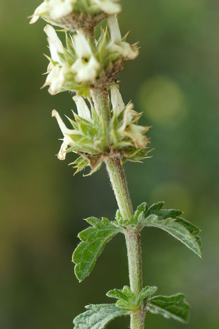 Sideritis 4