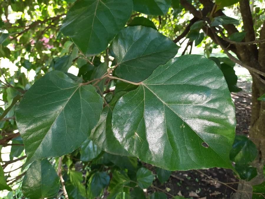Croton 7