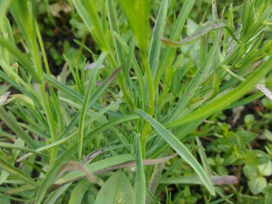 Porophyllum 4
