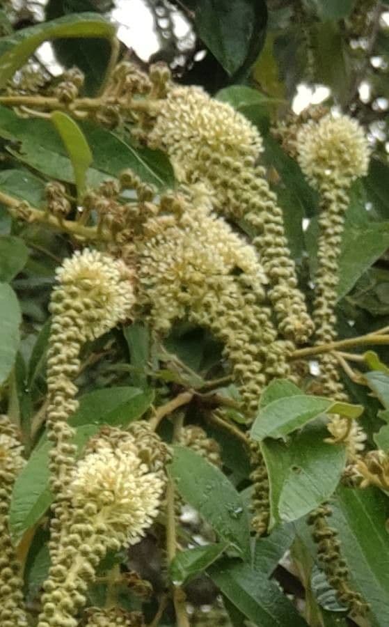 Croton 2