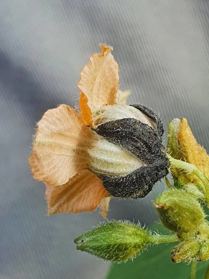 Momordica 5