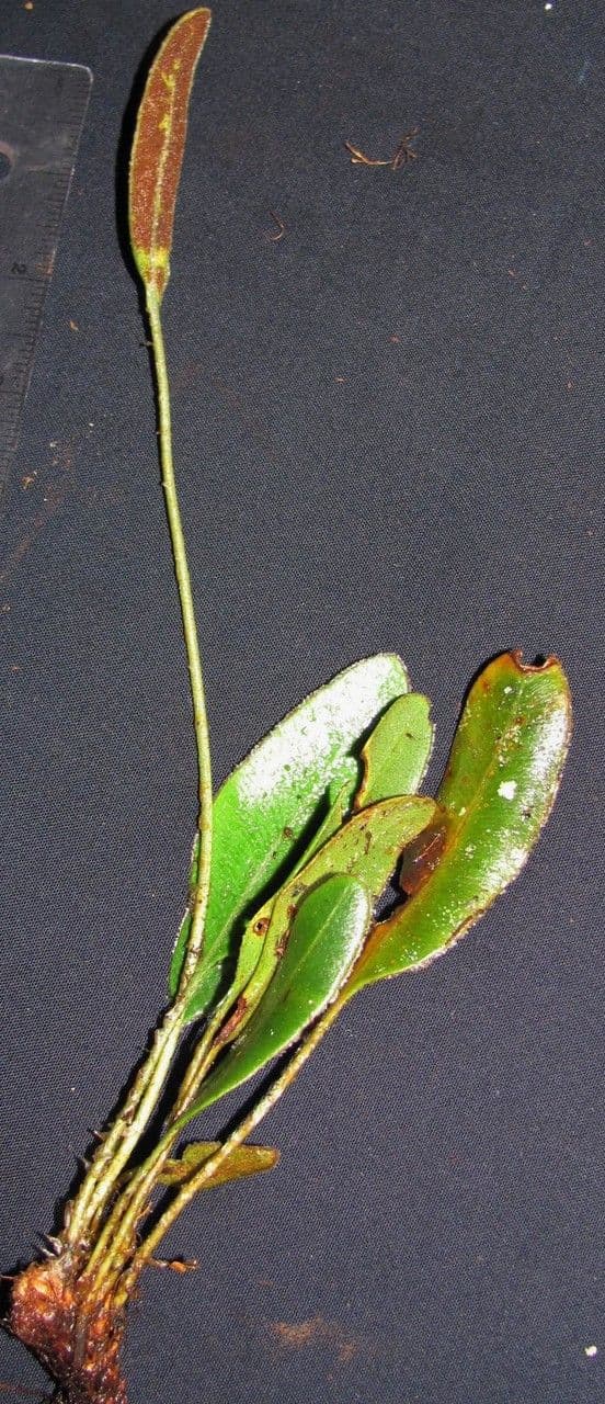 Elaphoglossum 4