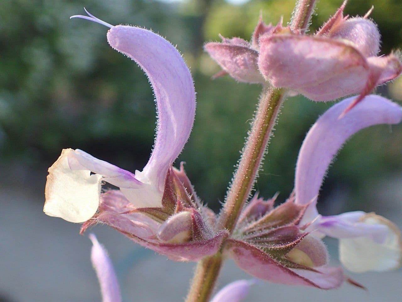 Šalvia muškátová