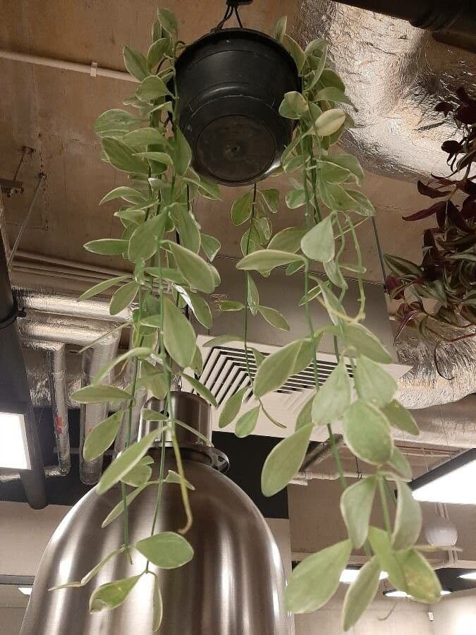 Dischidia 5