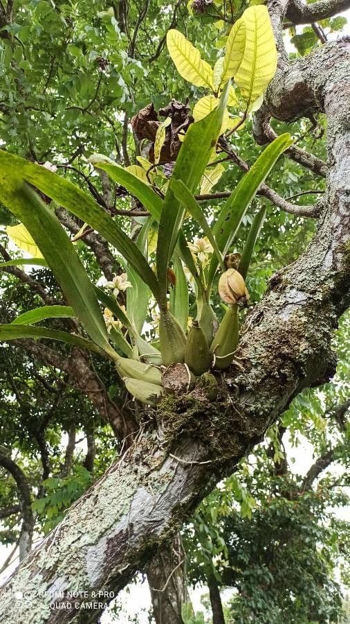 Prosthechea 7
