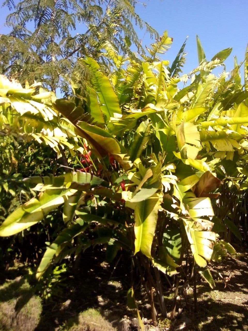 Heliconia eretta 10
