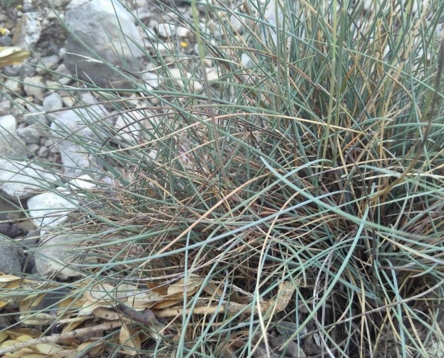 Festuca occitana 9