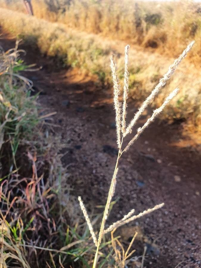 Digitaria 2