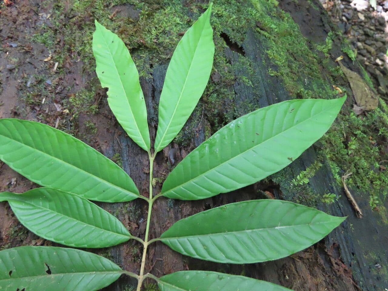 Marila 4