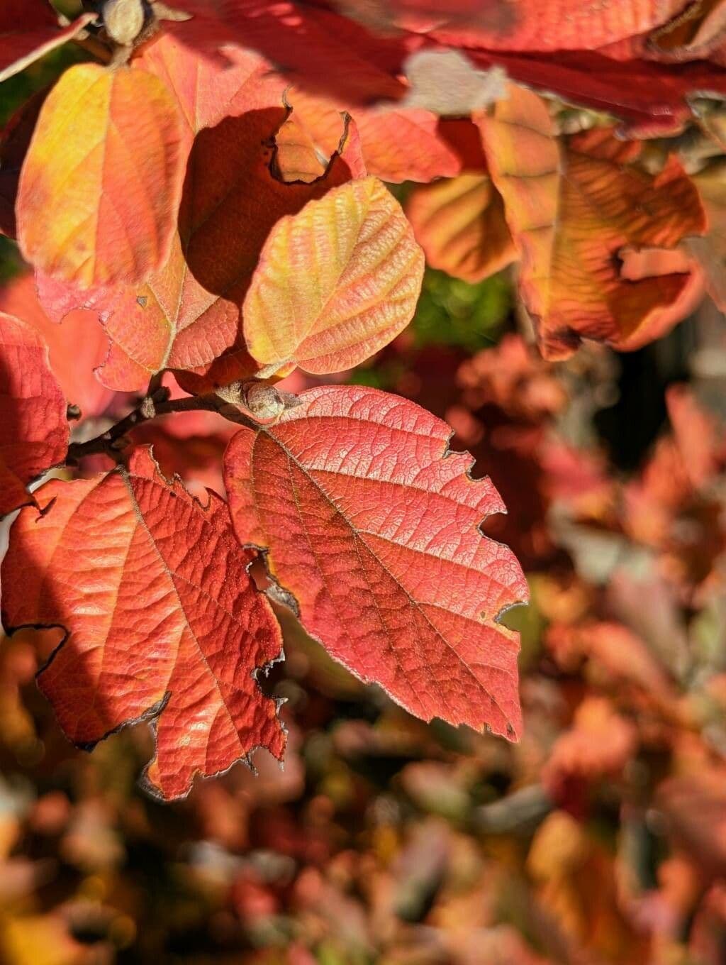 Fothergilla di Garden 19