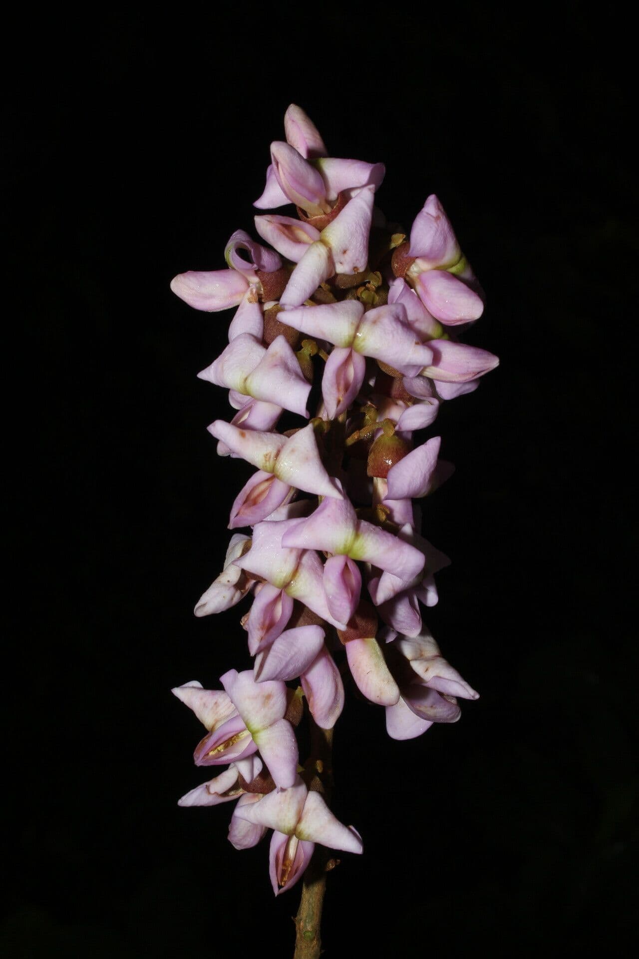 Lonchocarpus 3