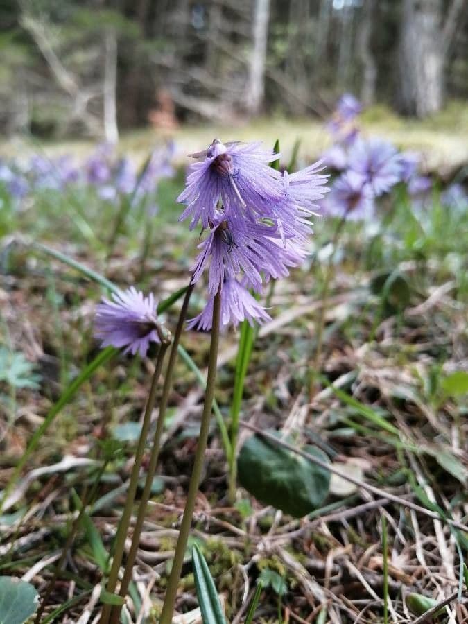 Soldanella comune 14