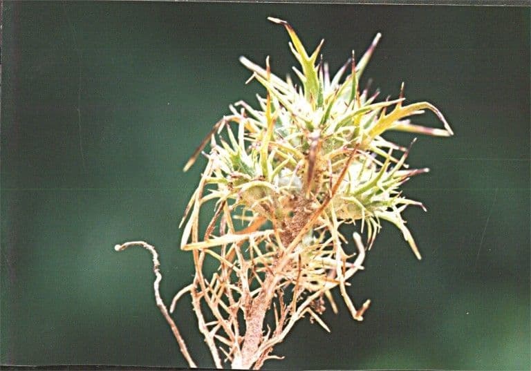Navarretia