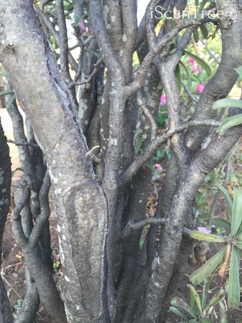 Pachypodium 17