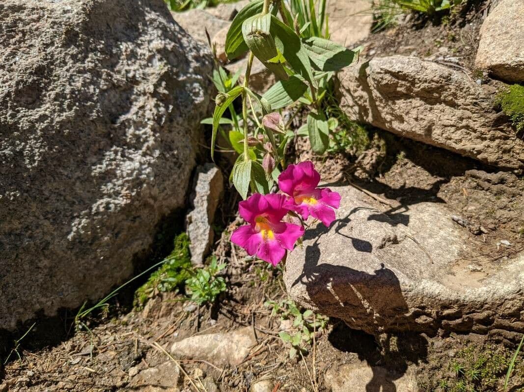 Erythranthe