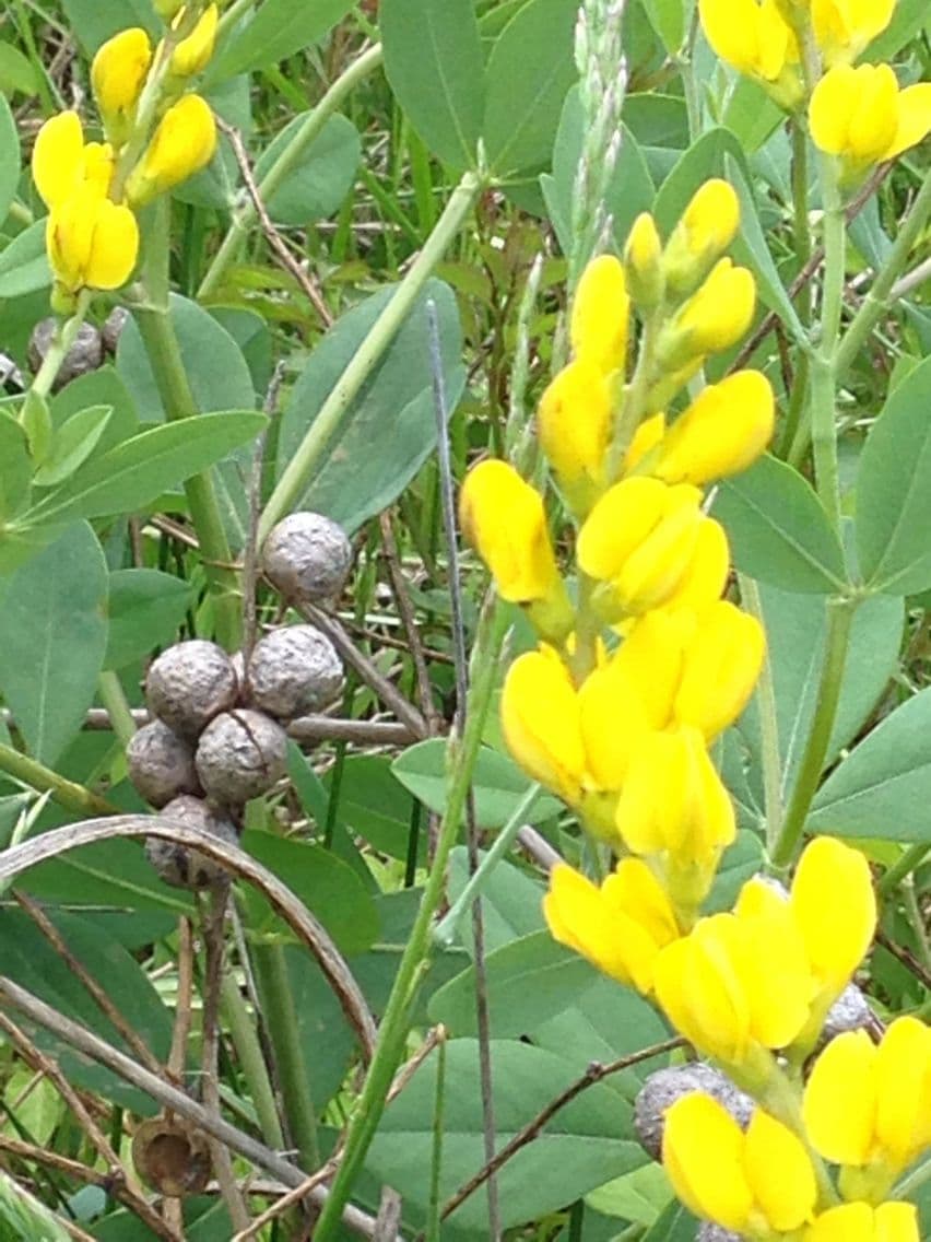 Baptisia 7