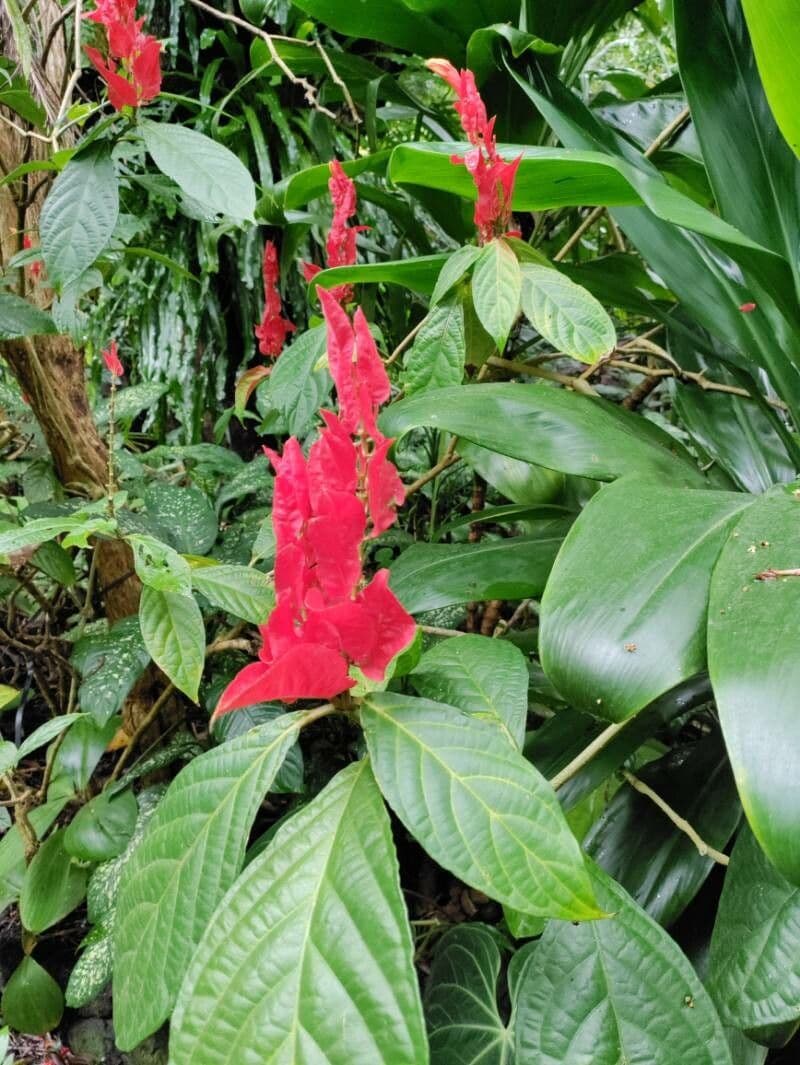 Ruellia 2