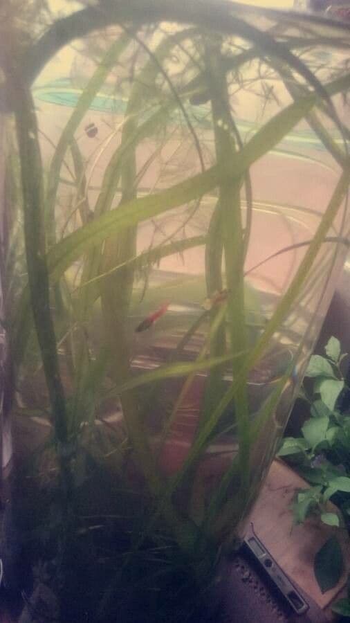 Vallisneria plávajúca
