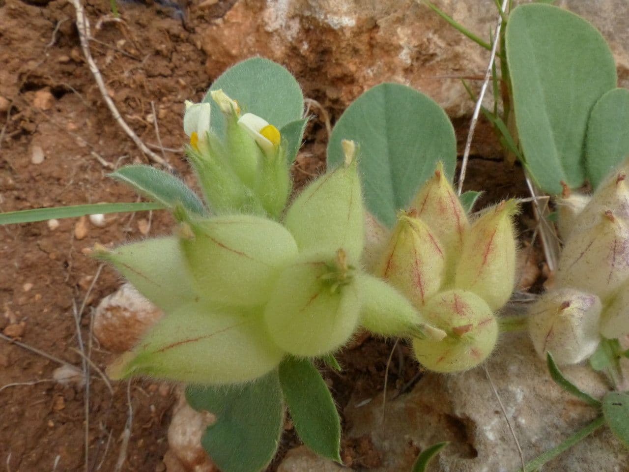 Tripodion tetraphyllum 25