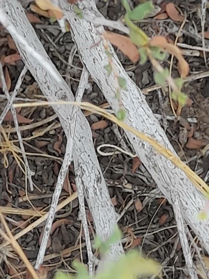 Pteropyrum 17