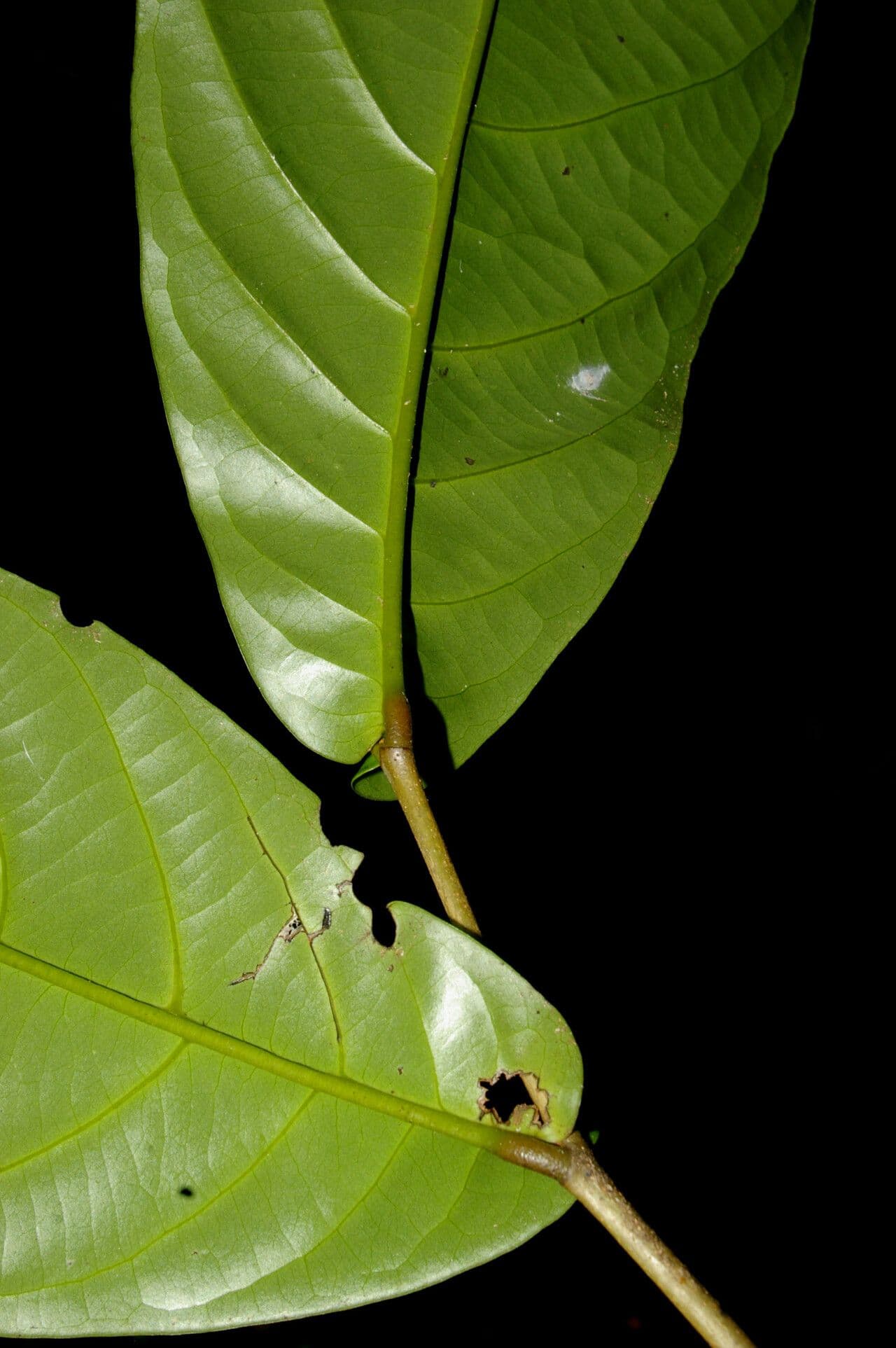 Desmopsis