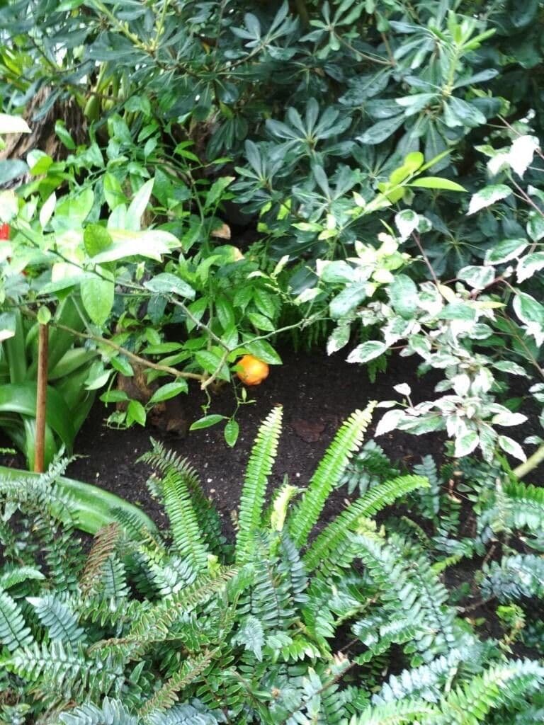 Solanum capsicoides 9