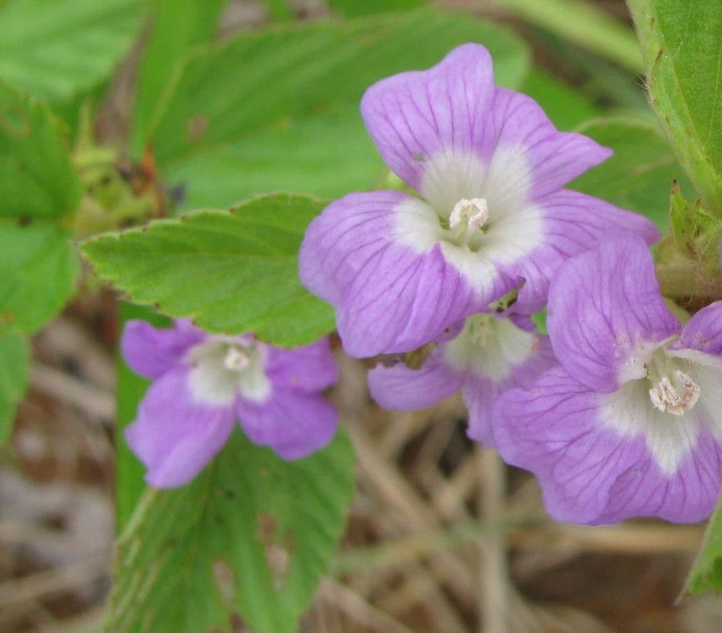 Melochia villosa 5